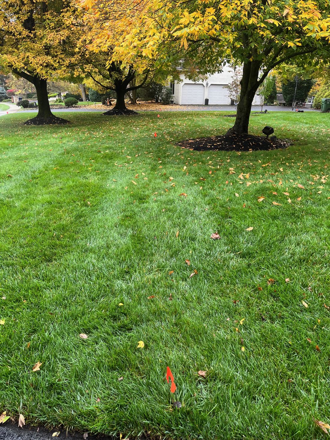 Green lawn in fall